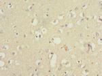 QKI Antibody in Immunohistochemistry (Paraffin) (IHC (P))