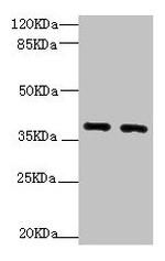 QKI Antibody in Western Blot (WB)