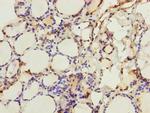 CRBN Antibody in Immunohistochemistry (Paraffin) (IHC (P))