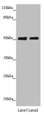 CRBN Antibody in Western Blot (WB)