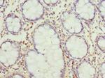 GCNT2 Antibody in Immunohistochemistry (Paraffin) (IHC (P))