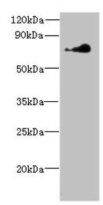 NEK11 Antibody in Western Blot (WB)