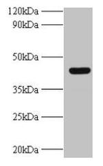 UBE2Q2 Antibody in Western Blot (WB)