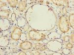 NELL1 Antibody in Immunohistochemistry (Paraffin) (IHC (P))