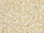 NELL1 Antibody in Immunohistochemistry (Paraffin) (IHC (P))