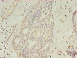 GCC1 Antibody in Immunohistochemistry (Paraffin) (IHC (P))