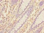 TXNDC5 Antibody in Immunohistochemistry (Paraffin) (IHC (P))