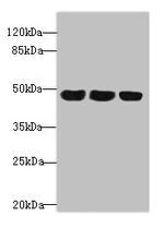 TXNDC5 Antibody in Western Blot (WB)