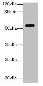 ICA1L Antibody in Western Blot (WB)