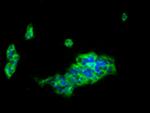 CD85j (ILT2) Antibody in Immunocytochemistry (ICC/IF)