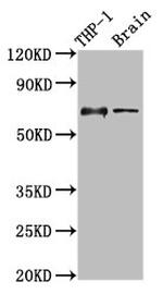 CD85j (ILT2) Antibody in Western Blot (WB)