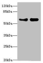 VANGL1 Antibody in Western Blot (WB)