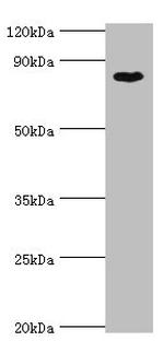 BAP1 Antibody in Western Blot (WB)