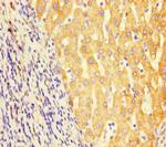 GCDH Antibody in Immunohistochemistry (Paraffin) (IHC (P))