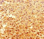 GCDH Antibody in Immunohistochemistry (Paraffin) (IHC (P))