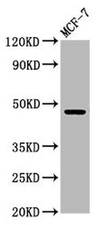 WDFY2 Antibody in Western Blot (WB)