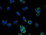 CD177 Antibody in Immunocytochemistry (ICC/IF)