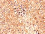 CD177 Antibody in Immunohistochemistry (Paraffin) (IHC (P))