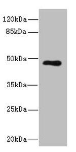 KIR3DL3 Antibody in Western Blot (WB)