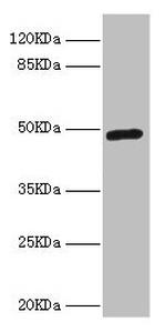 LILRB4 Antibody in Western Blot (WB)