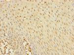 YME1L1 Antibody in Immunohistochemistry (Paraffin) (IHC (P))