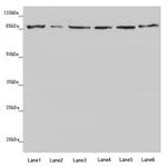 YME1L1 Antibody in Western Blot (WB)