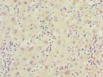 FBXO22 Antibody in Immunohistochemistry (Paraffin) (IHC (P))