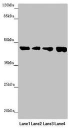 FBXO22 Antibody in Western Blot (WB)