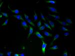 SLC25A46 Antibody in Immunocytochemistry (ICC/IF)