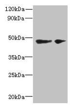 SLC25A46 Antibody in Western Blot (WB)