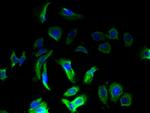 OMA1 Antibody in Immunocytochemistry (ICC/IF)