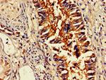 OMA1 Antibody in Immunohistochemistry (Paraffin) (IHC (P))