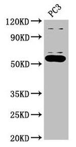 OMA1 Antibody in Western Blot (WB)