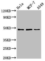 LCOR Antibody in Western Blot (WB)