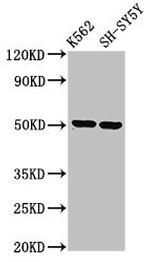 A33 Antibody in Western Blot (WB)