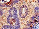 Cdc6 Antibody in Immunohistochemistry (Paraffin) (IHC (P))