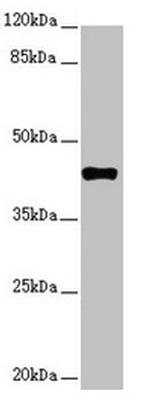 SH3GL1 Antibody in Western Blot (WB)