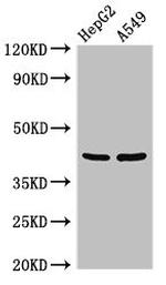 PITX2 Antibody in Western Blot (WB)