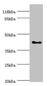 SH3GL2 Antibody in Western Blot (WB)