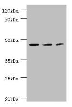 Aminoacylase Antibody in Western Blot (WB)