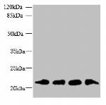 MRPL18 Antibody in Western Blot (WB)