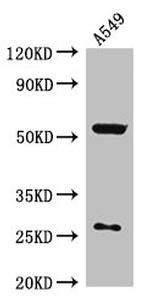 NARFL Antibody in Western Blot (WB)