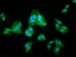 LANCL2 Antibody in Immunocytochemistry (ICC/IF)