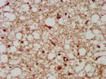 LANCL2 Antibody in Immunohistochemistry (Paraffin) (IHC (P))