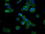 SPTLC3 Antibody in Immunocytochemistry (ICC/IF)