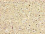 eIF3k Antibody in Immunohistochemistry (Paraffin) (IHC (P))