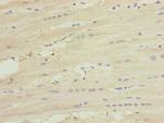 MNF1 Antibody in Immunohistochemistry (Paraffin) (IHC (P))