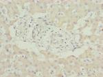 MNF1 Antibody in Immunohistochemistry (Paraffin) (IHC (P))