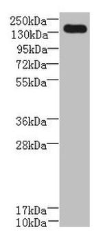 UBE2O Antibody in Western Blot (WB)