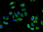 EDG8 Antibody in Immunocytochemistry (ICC/IF)